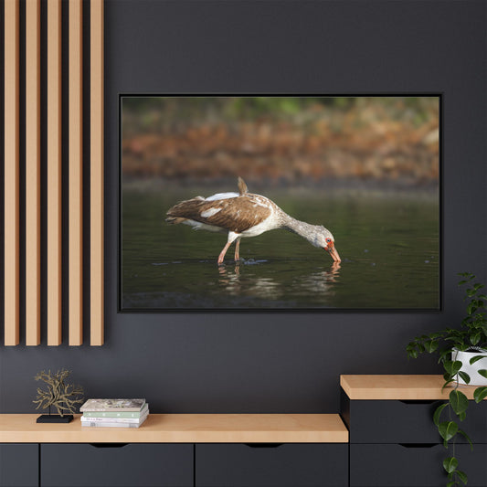 Ibis – Wildlife Canvas Print